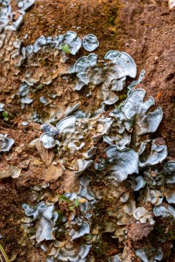 Lichen, Belmira, Antioquia 'nın Korunan Doğal Alanı' ndaki Paramo 'nun yakınındaki Taş ve Zemin Duvarında.