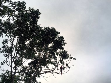 Tayrona Park 'ta Guacamayo Papağanı, Magdalena / Kolombiya