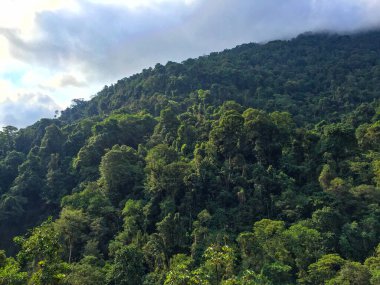 Ciudad Perdida (Kayıp Şehir) Tayrona Parkı, Magdalena / Kolombiya 'da Bitkilerle, Ağaçlarla, Doğayla ve Yaşamla Dolu Dağlar