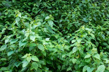 Envigado Mahallesi 'nde Yeşil Yapraklı ve Küçük Çiçekli Bitkiler