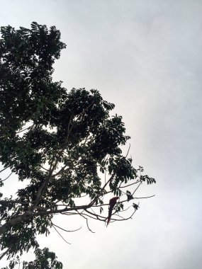 Tayrona Park 'ta Guacamayo Papağanı, Magdalena / Kolombiya