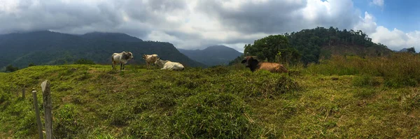 Green Hills Tele Legelővel Ciudad Perdida Elveszett Város Tayrona Parkban — Stock Fotó