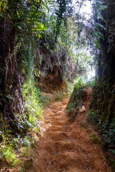 Berg Voller Bäume Und Pflanzen Mit Viel Vegetation Belmira Antioquia — Stockfoto
