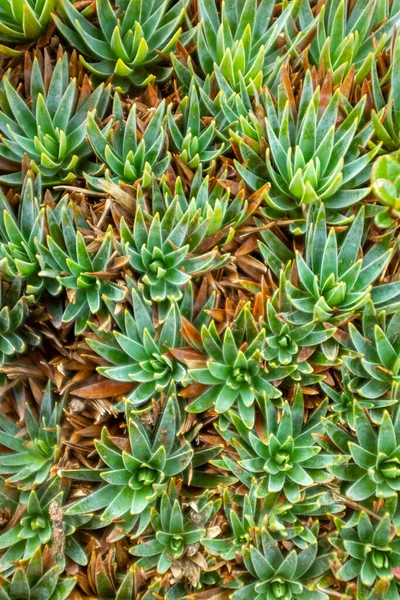 Eriocaulaceae Paepalanthus Alpinus Nära Paramo Det Skyddade Naturområdet Belmira Antioquia — Stockfoto