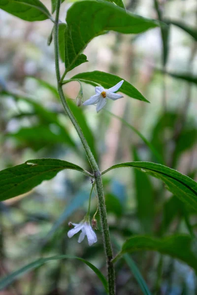 Two Black Nightshades Species Nightshades Solanum Ptychanthum White Little Flower — Stock Photo, Image
