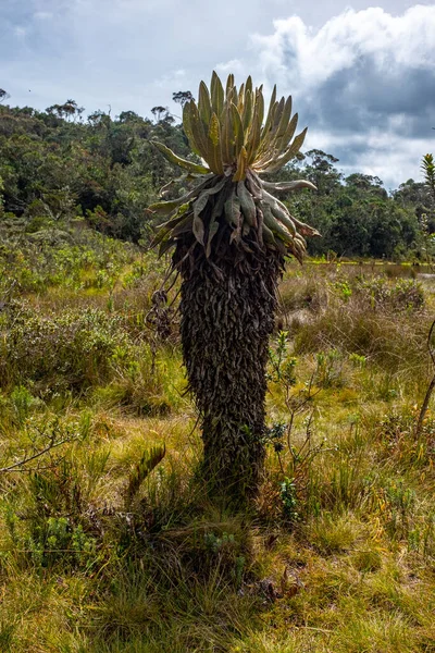 Frailejon Espeletia Grandiflora Paramo Turystyka Chronionym Obszarze Przyrodniczym Belmira Antioquia — Zdjęcie stockowe
