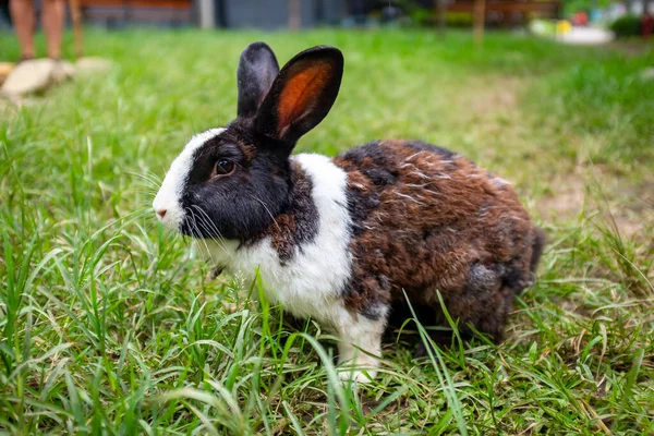Domestic Pet Rabbit (Oryctolagus Cuniculus) in Green Grass in a Public Park