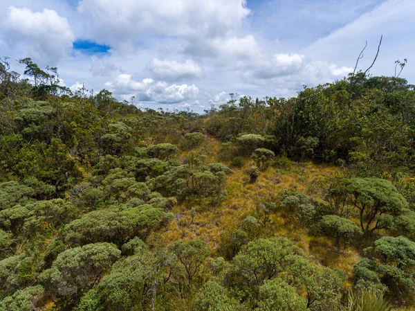 Paramo Con Árboles Plantas Alrededor Con Vistas Montaña Distancia Área —  Fotos de Stock