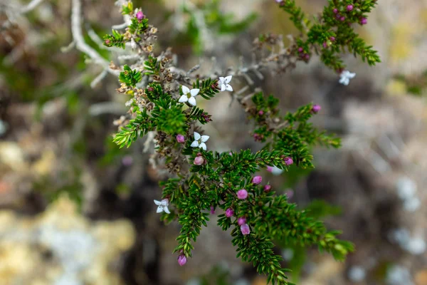 Růžová Hora Heather Phyllodoce Empetriformis Rostliny Blízkosti Paramo Chráněné Přírodní — Stock fotografie