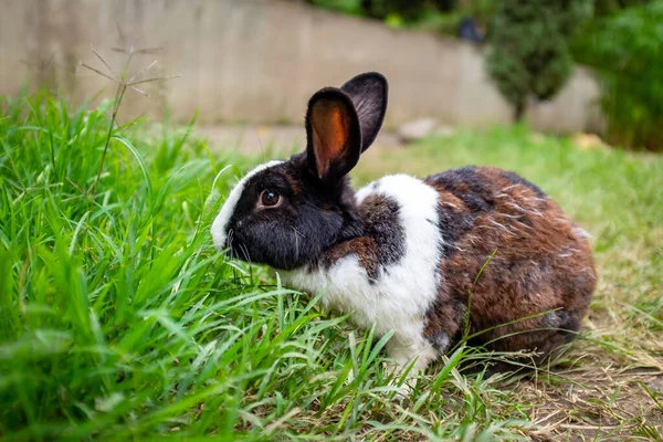 Domestic Pet Rabbit (Oryctolagus Cuniculus) in Green Grass in a Public Park