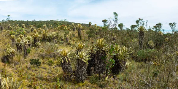 Frailejon Espeletia Grandiflora Στο Paramo Πεζοπορία Στην Προστατευόμενη Φυσική Περιοχή — Φωτογραφία Αρχείου