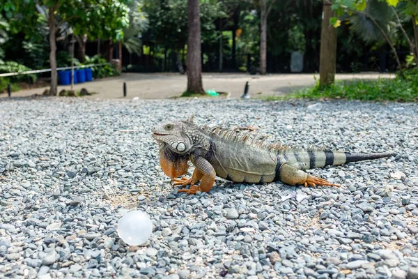 緑のイグアナ イグアナ イグアナ 木々の近くの岩の上に立つ大きな草食性のトカゲ — ストック写真