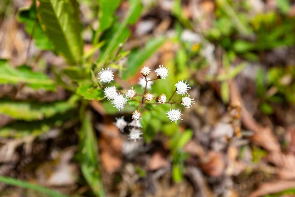 Bílá Pohanka Květ Zelenými Listy Blízkosti Belmira Paramo — Stock fotografie