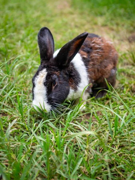 Domestic Pet Rabbit (Oryctolagus Cuniculus) in Green Grass in a Public Park