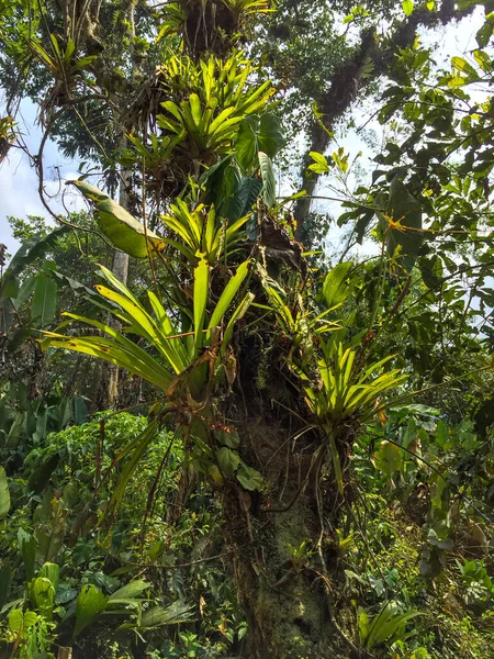 位于Hike市中心的大树 到哥伦比亚Magdalena的Ciudad Perdida 失落之城 Tayrona公园 — 图库照片