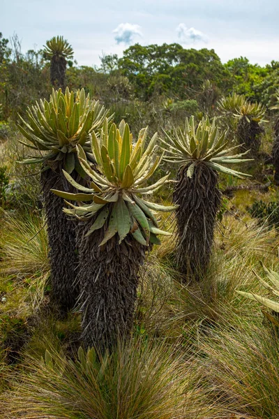 Frailejon Espeletia Grandiflora Paramo Hiking Protected Natural Area Belmira Antioquia — стокове фото