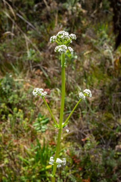 White Buckwheat Flower Green Leaves Belmira Paramo — Stock Photo, Image