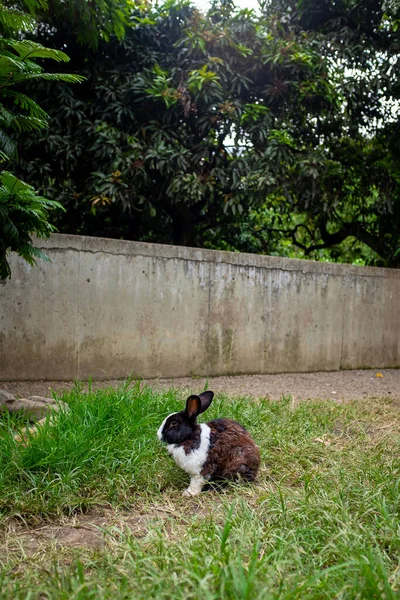Domestic Pet Rabbit (Oryctolagus Cuniculus) in Green Grass in a Public Park