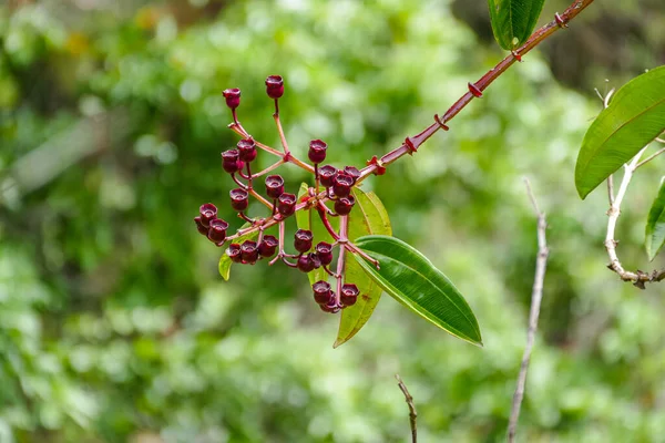 Meriana Flower Meriania Nobilis Protected Natural Area Belmira Antioquia Colombia — Stock Photo, Image