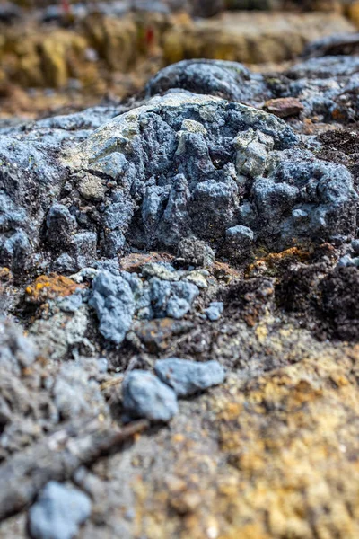 Lichen Stone Paramo Protected Natural Area Belmira Antioquia — Stock Photo, Image