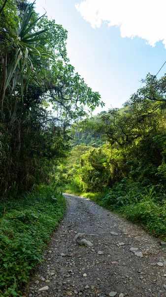 Trilha Florestal Cheia Árvores Flores Envigado Bairro — Fotografia de Stock