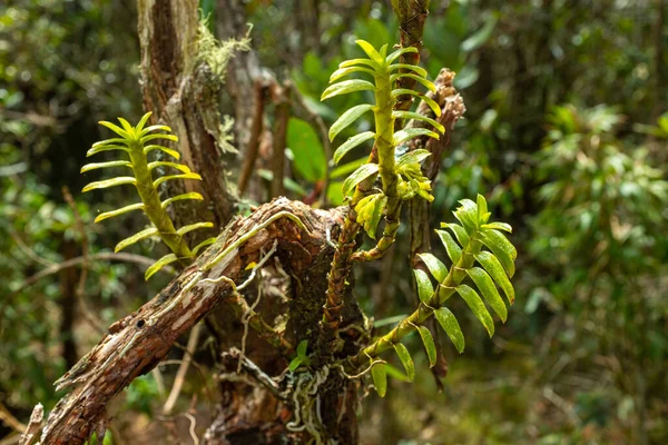 Appendicula Stream Orchid Paramo Protected Natural Area Belmira Antioquia Colombia — Stock Photo, Image