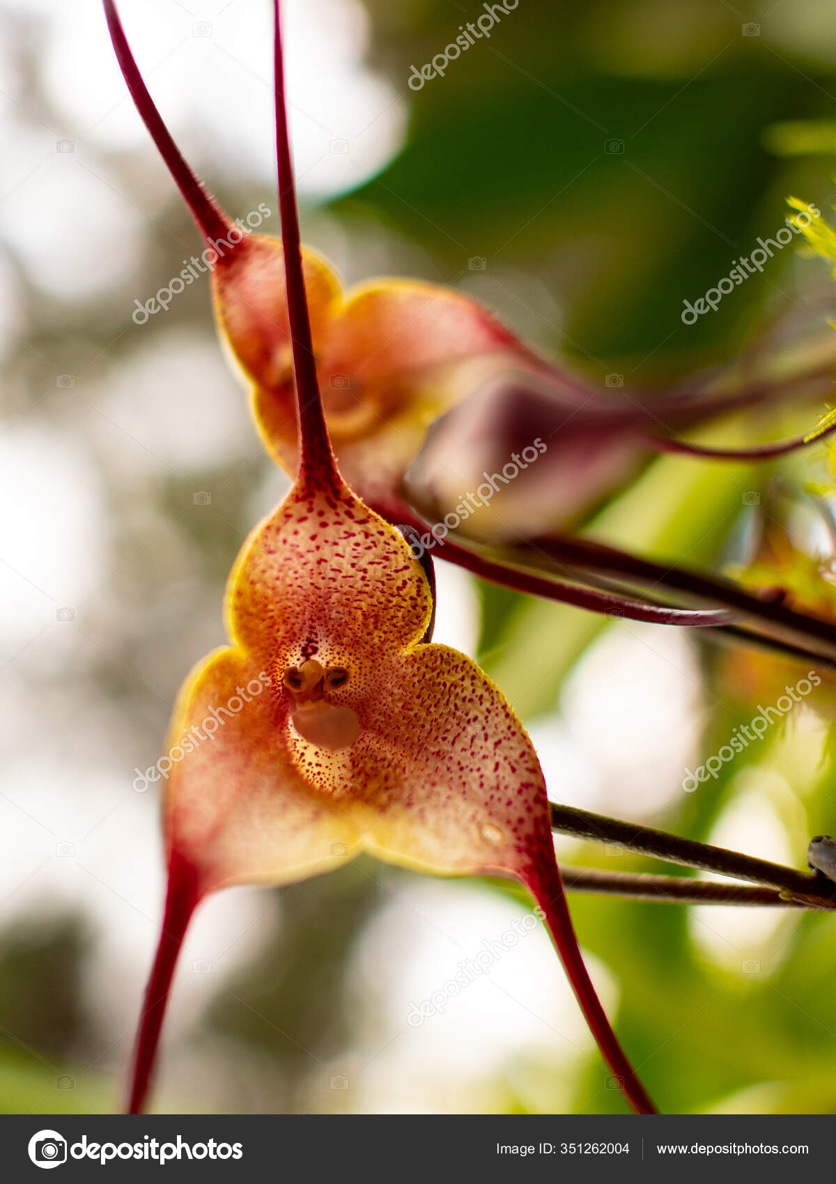 La orquídea del mono fotos de stock, imágenes de La orquídea del mono sin  royalties | Depositphotos