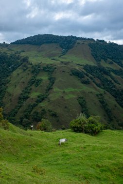 Jardin, Antioquia / Kolombiya 'daki İnek Otlakları