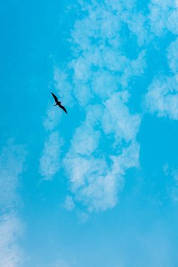 Tumaco, Kolombiya 'da Fırkateyn Kuşu Bulutlu Mavi Gökte Uçuyor