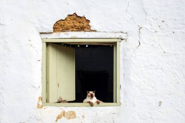 Kapalı Gözlerle Pencerede Oturan Kedi Uyanık Uyuyor