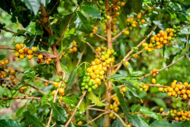 Jardin, Kolombiya 'daki Ağaçtaki Sarı Organik Kahve Meyveleri