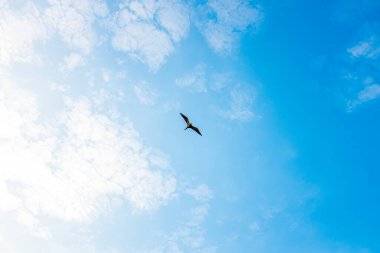 Tumaco, Kolombiya 'da Fırkateyn Kuşu Bulutlu Mavi Gökte Uçuyor