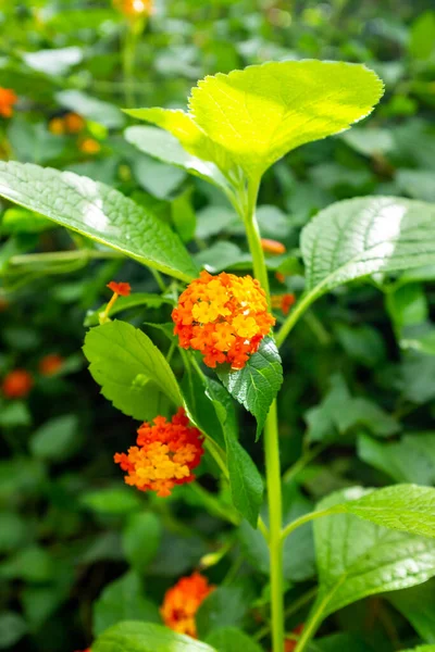 Bunch Small Red Orange Flowers Plant Woods Medelln Colombia — Stock Photo, Image