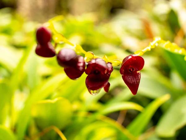 Vzácné Fialové Orchideje Pozadím Listů Medellinu Kolumbie — Stock fotografie