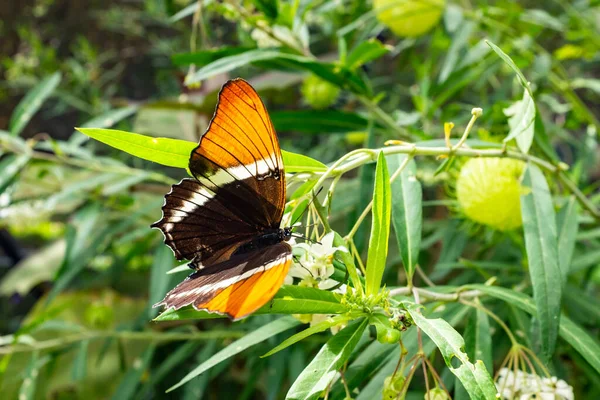 Pomerančový Černý Motýl Siproeta Epaphus Stojící Bílém Květu Potraviny Motýlí — Stock fotografie