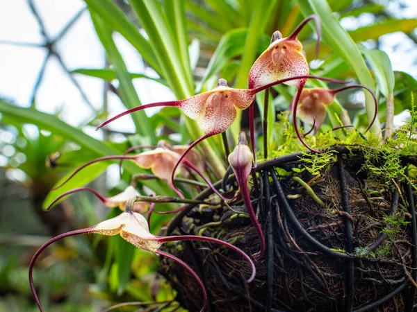 Opičí Orchidej Dracula Simia Vzácná Kolumbijská Orchidej Zelené Zahradě Slunečným — Stock fotografie