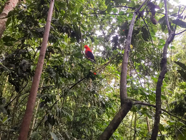 木の枝に立つルピコラ ペルービアヌス森の中で雨が降っている間 — ストック写真