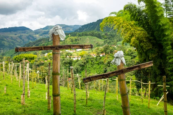 Tajny Cmentarz Zielonym Wzgórzu Pełnym Krzyży Bambusowymi Kijami Jardin Antioquia — Zdjęcie stockowe
