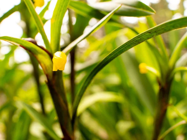 Maxilliaria Alticola Orchid Κίτρινο Λουλούδι Μεγάλα Φύλλα Έναν Καταπράσινο Κήπο — Φωτογραφία Αρχείου