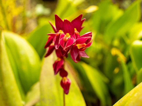 Vzácné Červené Orchideje Žlutým Knoflíkem Listy Pozadí Medellinu Kolumbie — Stock fotografie