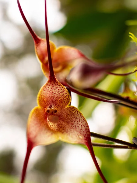 Drácula Simia También Llamada Orquídea Mono Drácula Mono Orquídea Colombiana —  Fotos de Stock