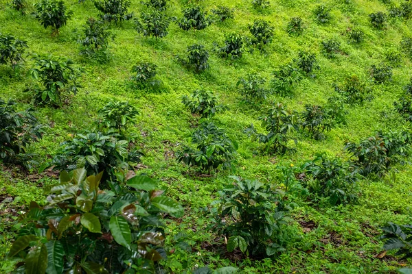 Kaffeepflanzenfelder Jardin Antioquia Kolumbien — Stockfoto