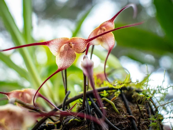 Opičí Orchidej Dracula Simia Vzácná Kolumbijská Orchidej Zelené Zahradě Slunečným — Stock fotografie