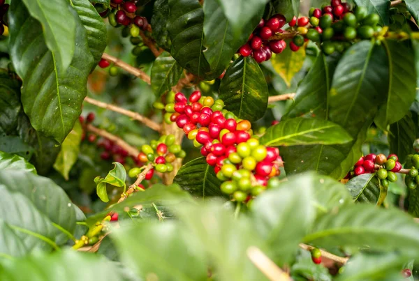 Red Green Organic Coffee Fruits Branches Jardin Antioquia Colombia — стокове фото