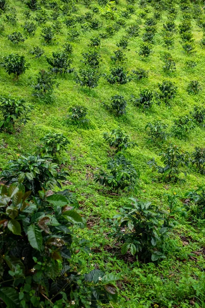 Pola Kawy Jardin Antioquia Kolumbia — Zdjęcie stockowe