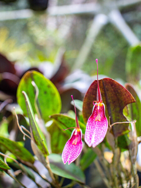 Rare Colombian Orchid in a Green Garden