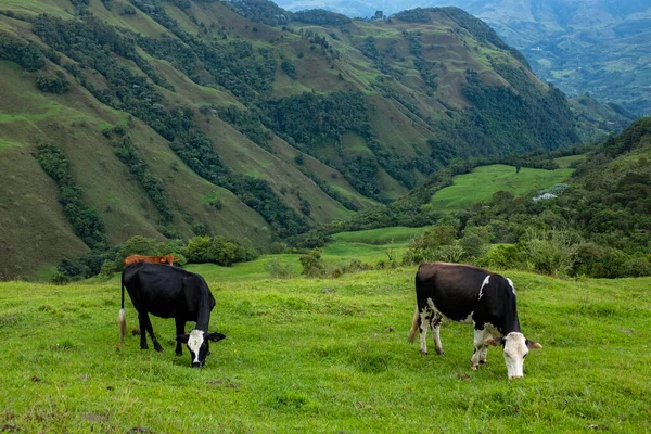 Green Hills Full Pasture Cattle Antioquia Colombia — Stock fotografie