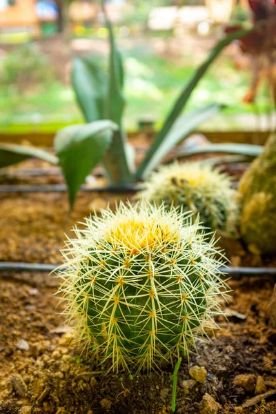 Goldener Fass Kaktus Echinocactus Grusonii Runder Kaktus Voller Dornen — Stockfoto