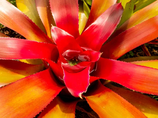 Červený Bromeliad Rostlina Mnoha Okvětních Lístků Jako Listy Vodu Sobě — Stock fotografie