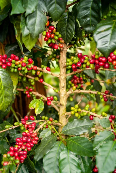 Red Green Organic Coffee Fruits Branches Jardin Antioquia Colombia — стокове фото
